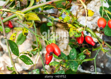 Rose hips of Rosa rubiginosa or eglantine. Stock Photo