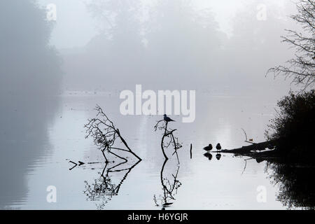 Black headed Gull and mallards and fallen tree reflected in a calm lake Stock Photo