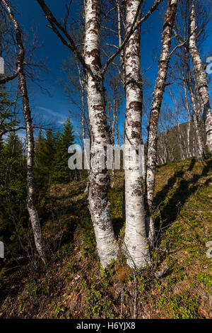 Lofoten Islands, Norway. Sandemarka landscape and trails where traditional indigenous Sami people once lived off the land. Stock Photo