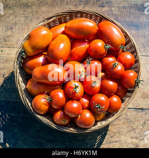 tomatoes Stock Photo
