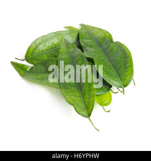 Tiliacora triandra leaf (Also named as Bai ya nang or Bai yanang in Thai, voar yeav in Khmer, Menispermaceae triandra or simply  Stock Photo