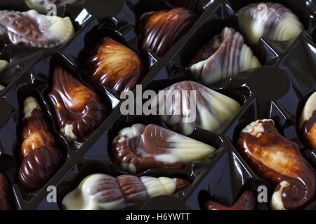 Chocolate sea shells in plastic tray Stock Photo