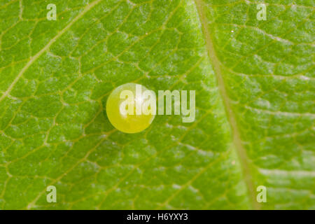 Zebra Swallowtail Eurytides marcellus Roaring River State Park, Barry County, MISSOURI, USA 26 May    Egg on Pawpaw (Asimina tri Stock Photo