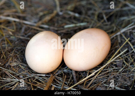 Two freshly laid eggs lying on straw. Stock Photo
