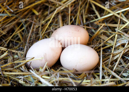 Three freshly laid eggs lying on straw. Stock Photo
