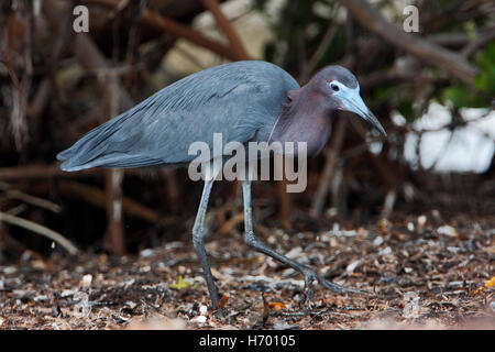 Little blue heron (Egretta caerulea) searching for food, Curry Hammock State Park, Florida, USA Stock Photo