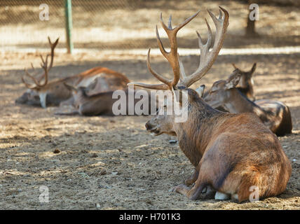 portrait deer with large antlers lying Stock Photo