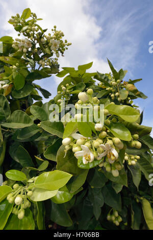 Pomelo - Citrus maxima White Flowers on Tree Stock Photo