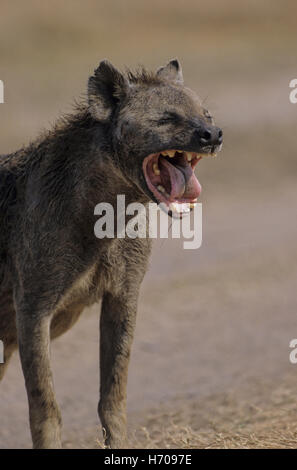 Spotted Hyena (Crocuta crocuta) yawning, Ngorongoro Crater, Tanzania Stock Photo