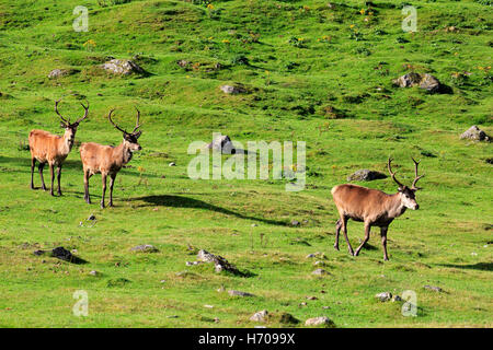 Red Deer, Cervus elaphus, young stags in early autumn Stock Photo