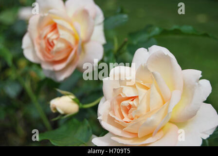 Peach colored roses Stock Photo