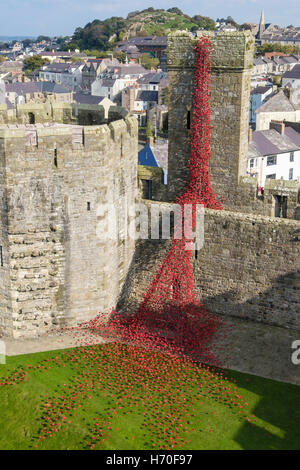 Weeping Window art sculpture of ceramic red poppies display on Caernarfon castle walls. Caernarfon Gwynedd North Wales UK Stock Photo