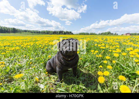 Adorable black pug puppy outdoors with a green grass and yellow flowers background Stock Photo