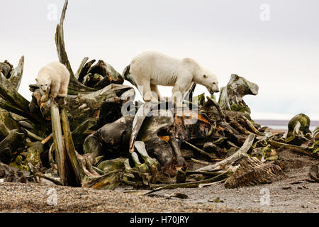 Mother polar bear and cub looking for scraps of food among the whale bone pile in Kaktovik Alaska. Stock Photo