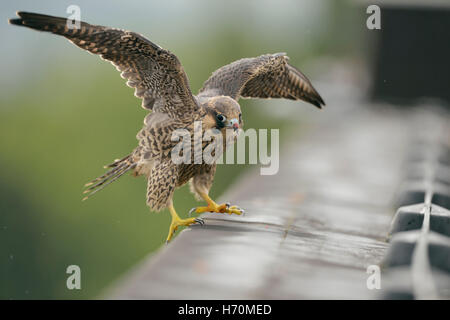 Peregrine Falcon / Duck Hawk ( Falco peregrinus ), fledged young male, unsafe, beating its wings, landing on top of a roof. Stock Photo