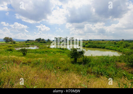 Wetland landscape, in En Afek Nature Reserve, northern Israel Stock Photo