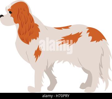 Cavalier king charles spaniel hound or dog and purebred animal, vector illustration Stock Vector