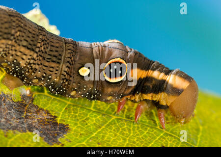 Vine Hawk Moth's False eye caterpillar (Hippotion rosetta)