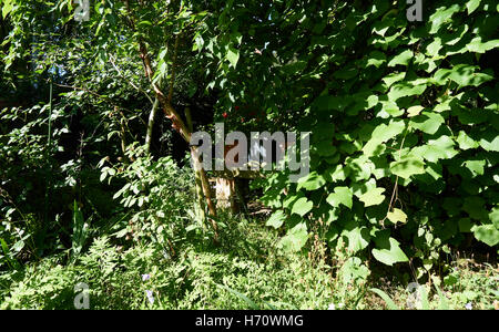 Extremely rare and beautiful garden well groomed with amazing species of flowers Stock Photo