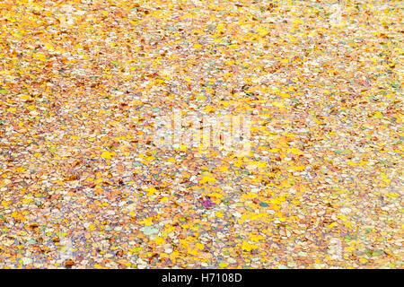 Fallen autumn leaves covering water surface of small pond in park Stock Photo