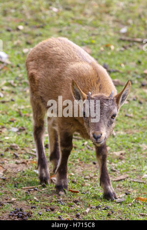 Young capra caucasica is eating leaves Stock Photo