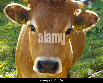 head of friesian calf with eartag Stock Photo