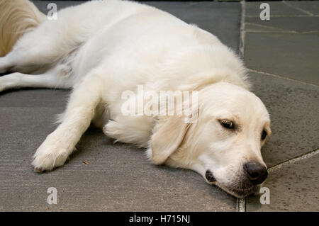 This is an English golden retriever dog, lying down, yet awake, in a horizontal image. Stock Photo