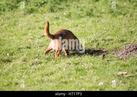 Border terrier cross dog digging molehill head in ground Stock Photo