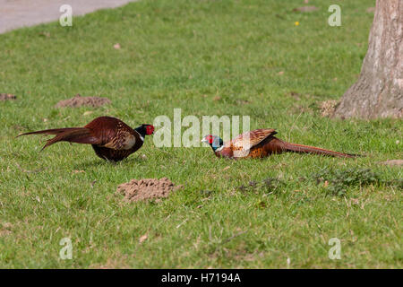 pheasant males fighting to assert dominance Stock Photo
