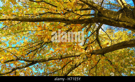 Autumn foliage at Roundhay Park, Leeds Stock Photo