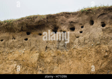Sand Martins' nesting burrow holes in the glacial till cliffs  at Hell's Mouth beach (Porth Neigwl), Lleyn Peninsula,  Gwynedd Wales UKWales UK October 2016 Stock Photo