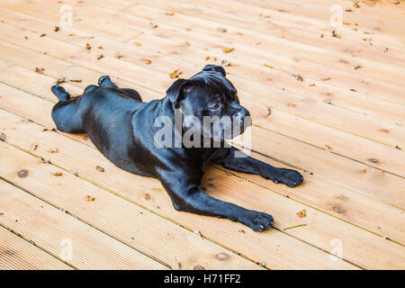 A handsome black Staffordshire Bull Terrier dog lying on wooden decking. his coat is shiny, he is not wearing a collar. Stock Photo