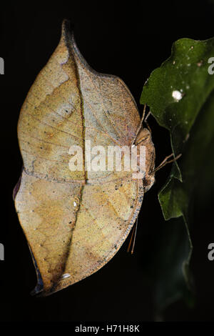 Indian leaf butterfly (Kallima paralekta) underside. Dry season form of Nymphalid butterfly, aka the orange oakleaf or dead leaf Stock Photo