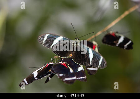 Antiochus longwing butterflies (Heliconius antiochus). Mass of Central and Southern American Heliconiid insects Stock Photo