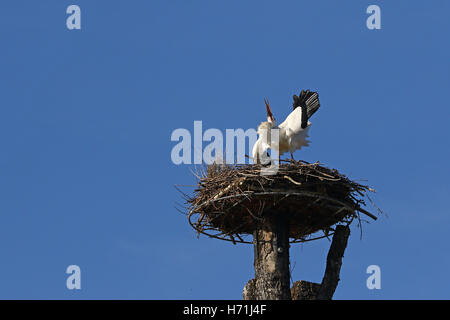 White stork, Ciconia ciconia, during the mating call for females in its nest against clear blue skies Stock Photo
