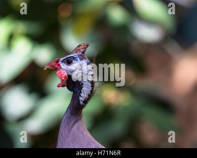Peacock head shot side profile view Stock Photo