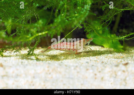 Red shrimp in a aquarium. Red shrimp. Male. Stock Photo