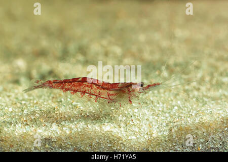 Red shrimp in a aquarium. Red shrimp. Male. Stock Photo