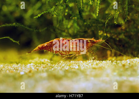 Red shrimp in a aquarium. Red shrimp. Female. Stock Photo