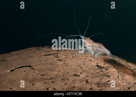 Krill. Red shrimp in a aquarium. Red shrimp. Male. Stock Photo