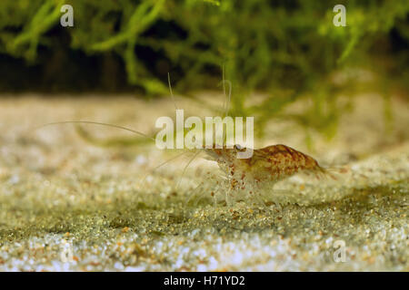 Red shrimp in a aquarium. Red shrimp. Male. Stock Photo