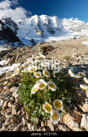 Mountain Aven beneath Piz Palu, from Diavolezza. Berniner Alps, Graubunden, Switzerland. Stock Photo