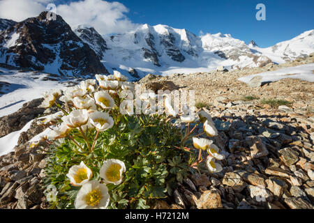 Mountain Aven beneath Piz Palu, from Diavolezza. Berniner Alps, Graubunden, Switzerland. Stock Photo