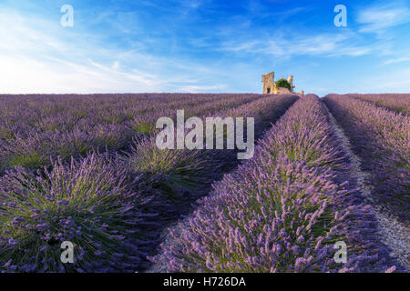 A lonely house standing in a lavender field in Valensole.Provence,France. Stock Photo