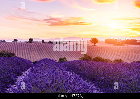 Lavender field summer sunset landscape near Valensole.Provence,France Stock Photo