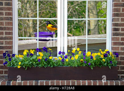 Baltimore oriole on purple dish in house window with pansies in flower box Stock Photo