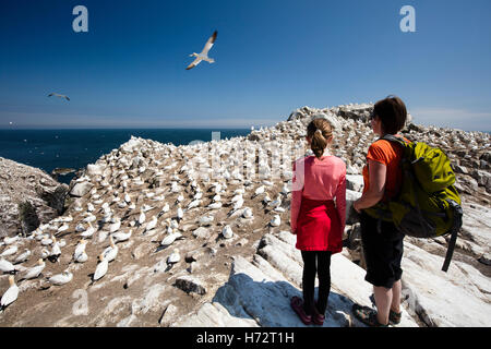 Visitors beside the gannet colony on Great Saltee Island. County Wexford, Ireland. Stock Photo