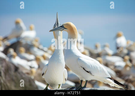 Northern Gannets (morus bassanus) in the colony on Great Saltee Island. County Wexford, Ireland. Stock Photo
