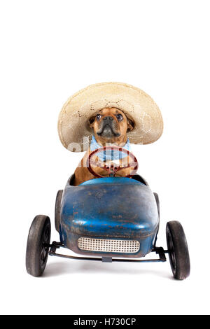 french bulldog in pedal car Stock Photo
