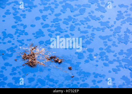 Bad luck concept of having bird poo on blue wet vehicle bonnet hood Stock Photo